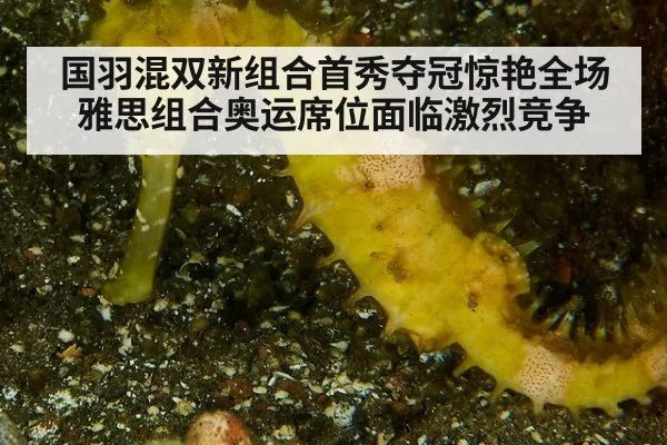 国羽混双新组合首秀夺冠惊艳全场 雅思组合奥运席位面临激烈竞争